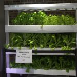 Image is a hydroponic garden system with basil, cilantro, mustard greens and butter leaf lettuce