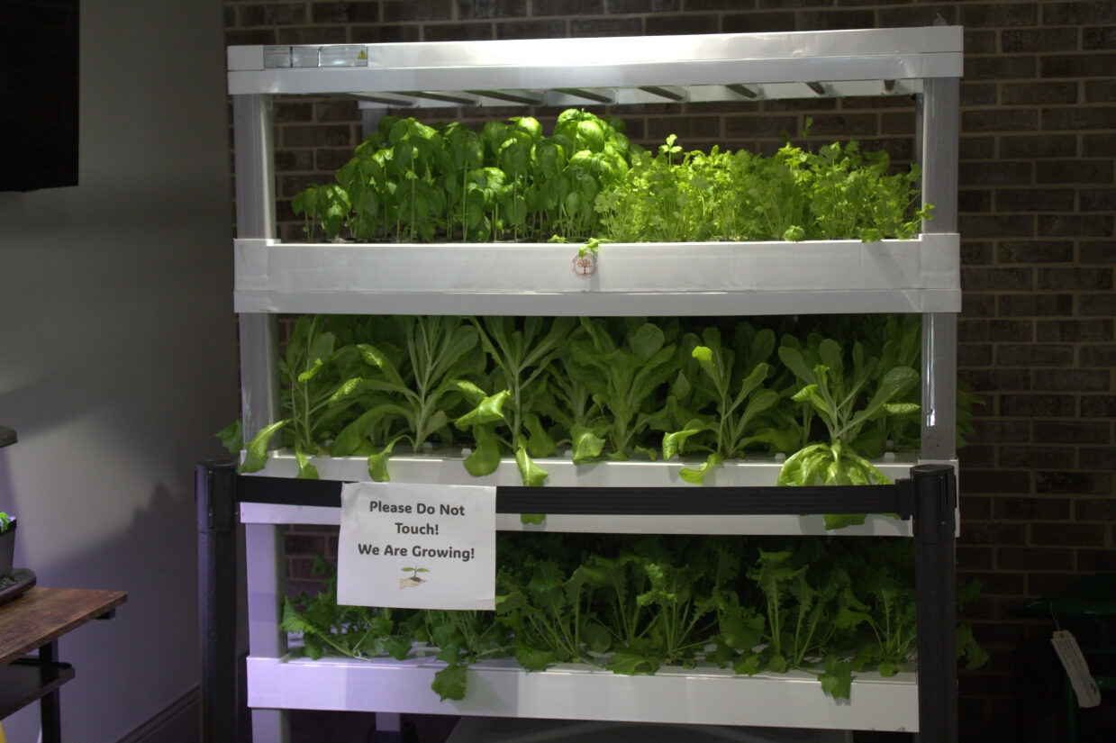 Image is a hydroponic garden system with basil, cilantro, mustard greens and butter leaf lettuce